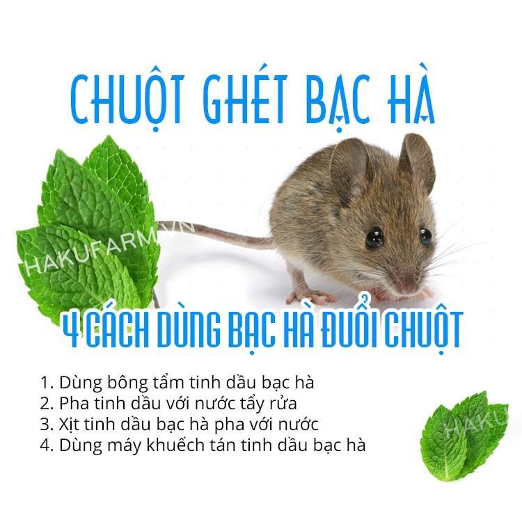 TINH DẦU XỊT BẠC HÀ 100ML - TINH DẦU ĐUỔI CHUỘT