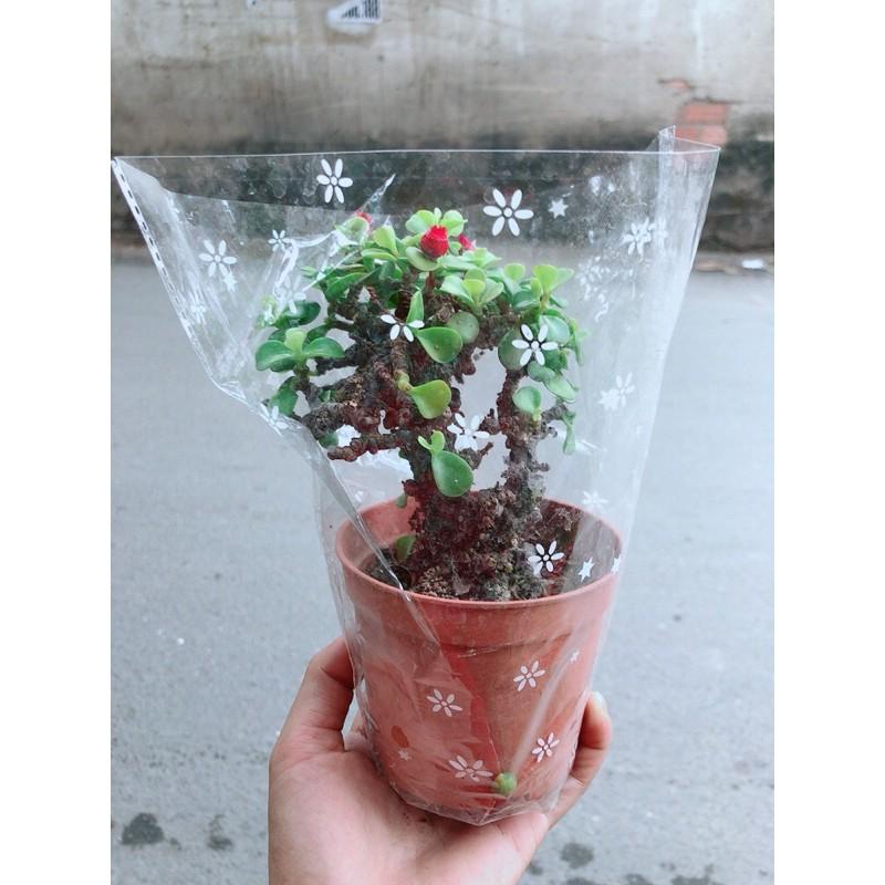 Cành Vàng Lá Ngọc Cổ Thụ