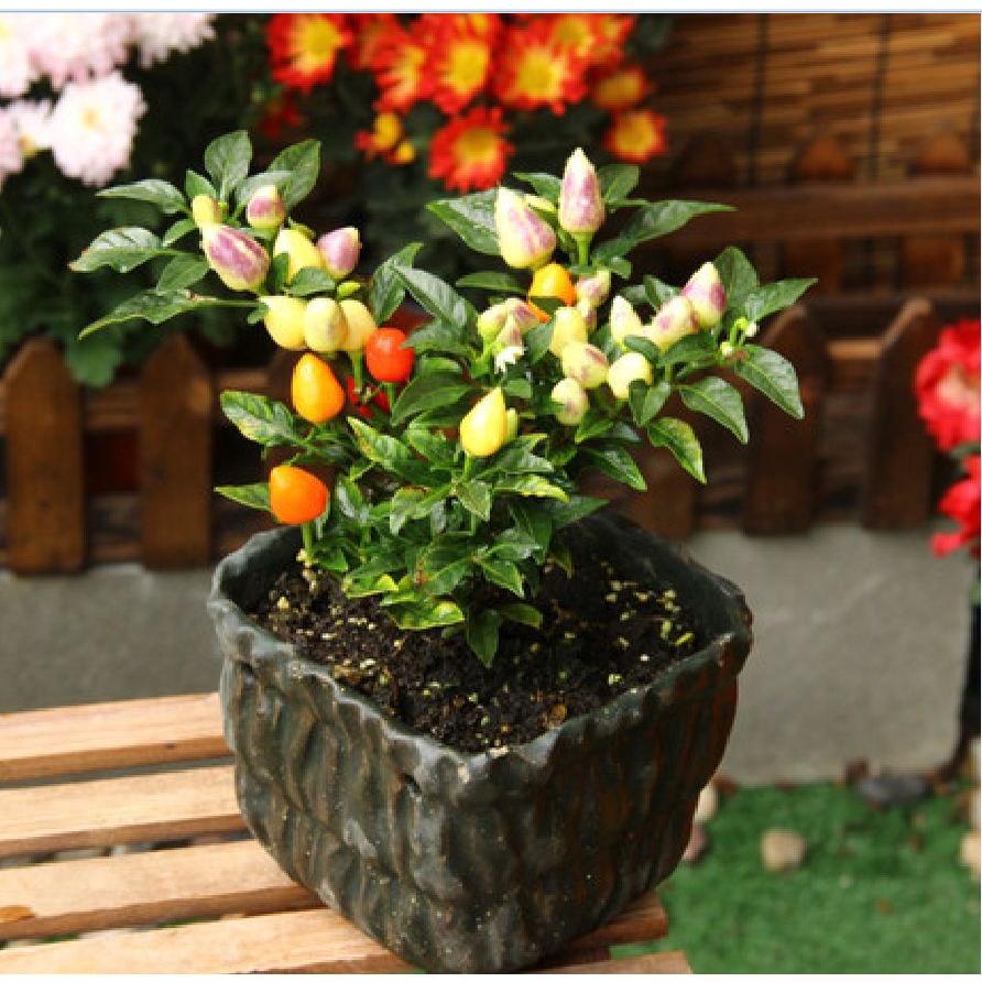 Hạt giống ớt đào tiên nhiều màu -gói 20 hạt/tặng kèm gói phân bón lót