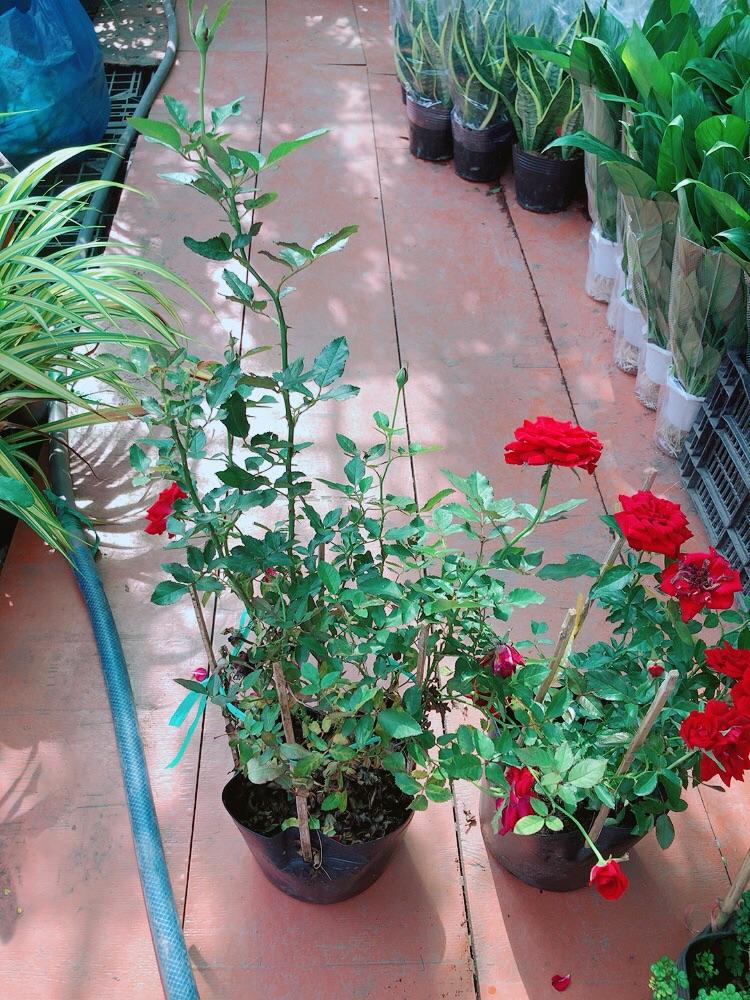 Bụi Hoa Hồng Siêu Nụ