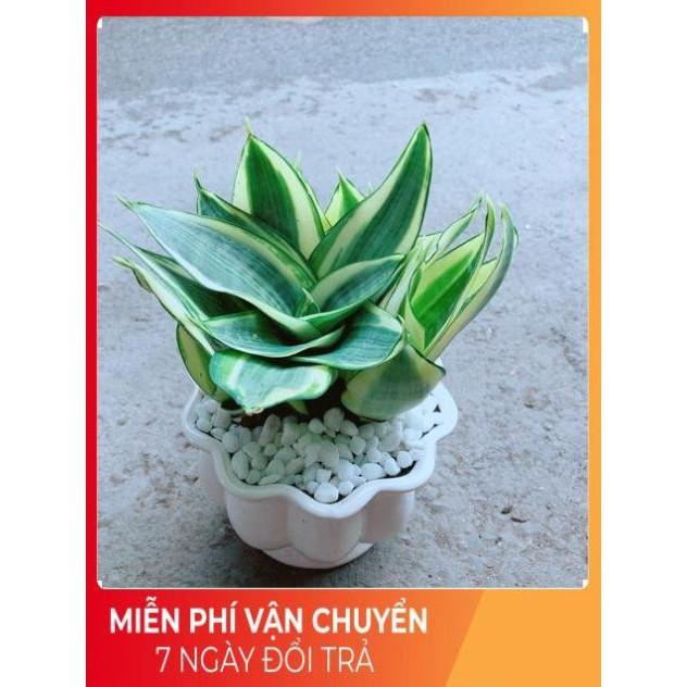 Chậu Lưỡi Hồ Thái Vàng