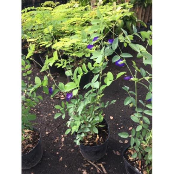 Cây hoa đậu biết