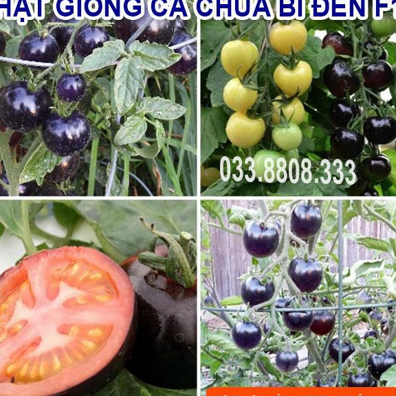 Hạt giống cà chua bi đen - quả to đẹp
