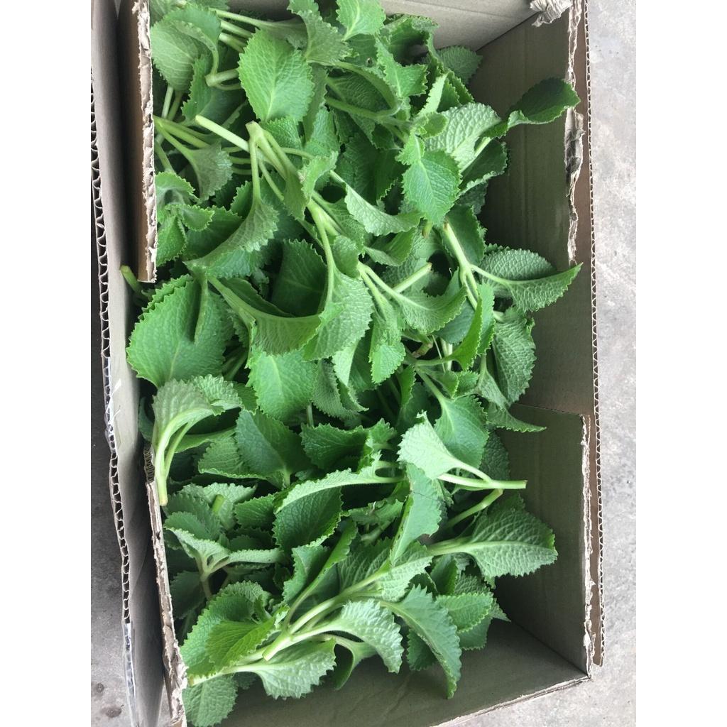 1kg lá húng chanh tươi sạch - cây nhà trồng