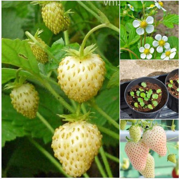 Hạt giống dâu tây trắng chịu nhiệt - 1 gói 100 hạt