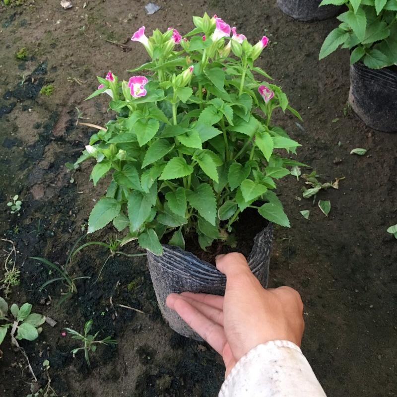 Cây hoa mắt nai đã có hoa và nụ , cây hoa trang trí công viên và bồn cây