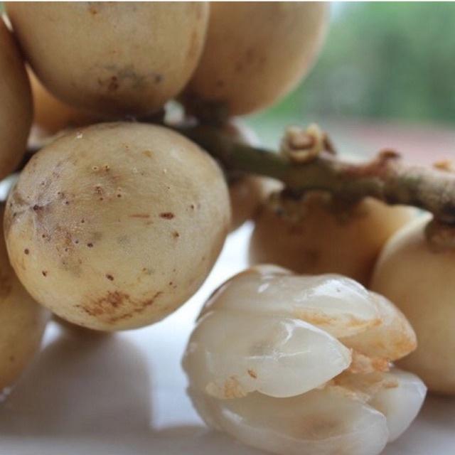 Cây bòn bon ghép cành cao 40-70 cm 1 năm ra quả