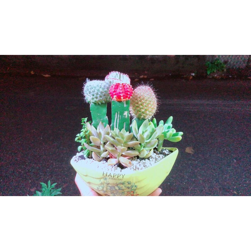 Chậu Cây Xương Rồng Tiểu Cảnh