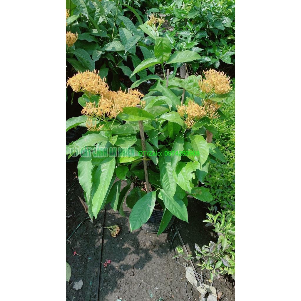 Cây Hoa Trang Mỹ Màu Vàng