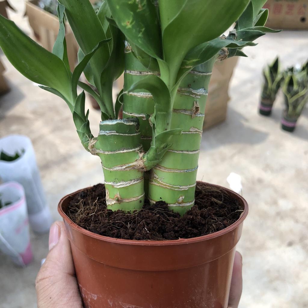 Cây phát tài phát lộc mini để bàn, Cao 15cm sức sống mãnh liệt, mang tài lộc cho gia chủ, thích hợp trang trí nội thất