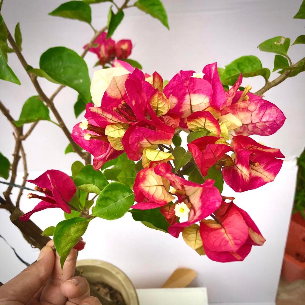 Cây hoa giấy đổi màu Ấn Độ cao 1m2 hết hoa