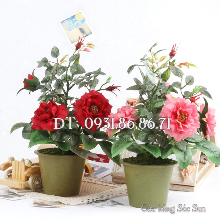 Hạt giống hoa mẫu đơn lùn – Bịch 10 hạt – Mã số 1287