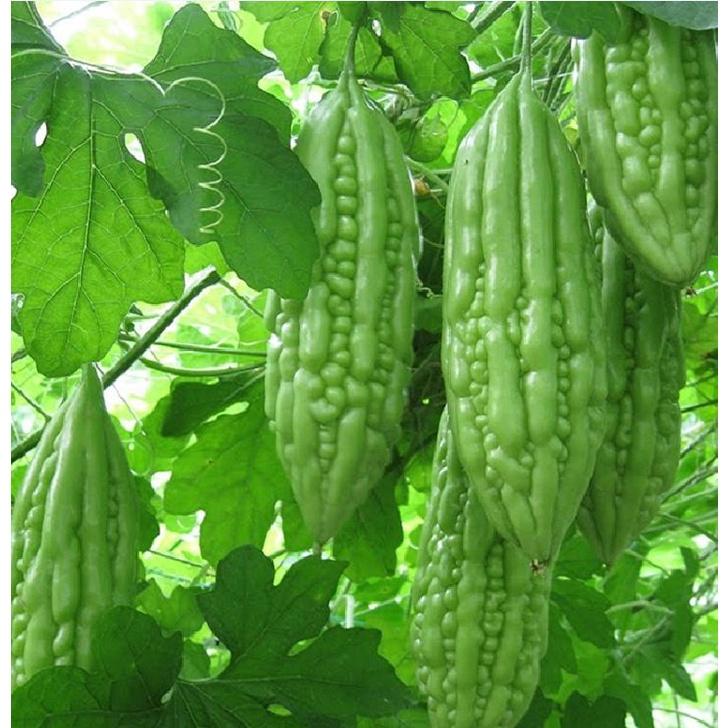 Hạt giống khổ qua mỡ gói 10 hạt -kèm 1 gói phân bón lót