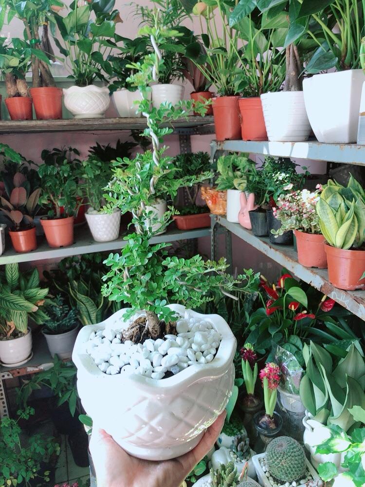 Chậu Cây Cần Thăng