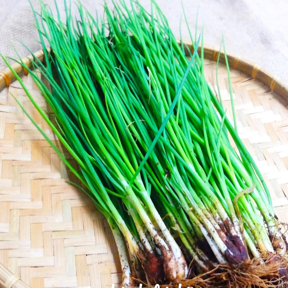 Hạt giống Hành Hương, nhanh thu hoạch, dễ trồng, nảy mầm và năng suất cao