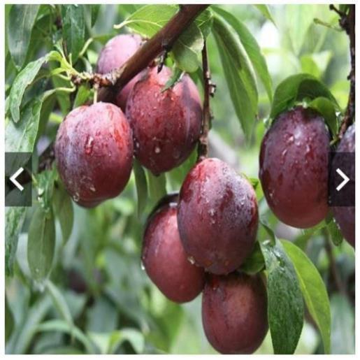 Sản phẩm Cây Ăn Trái cây giống mận hậu