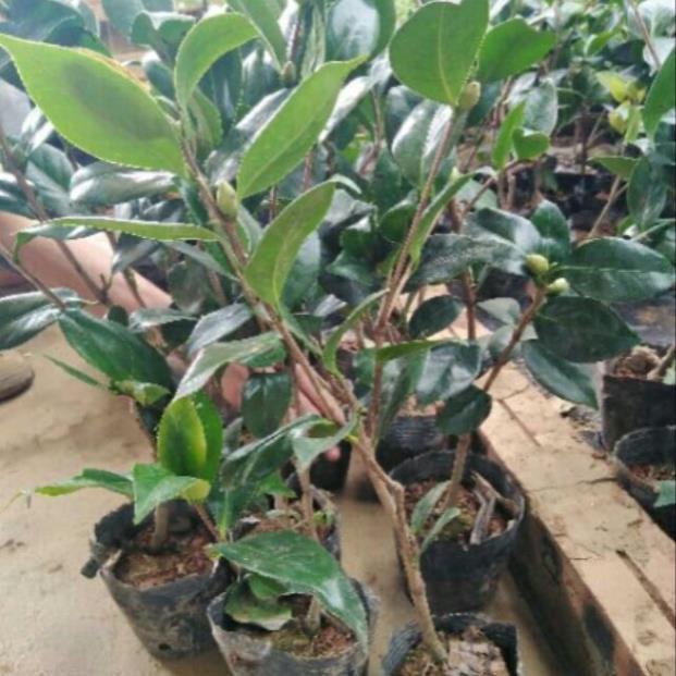 Cây hoa trà mi + Tặng 01 cây dâu da đất