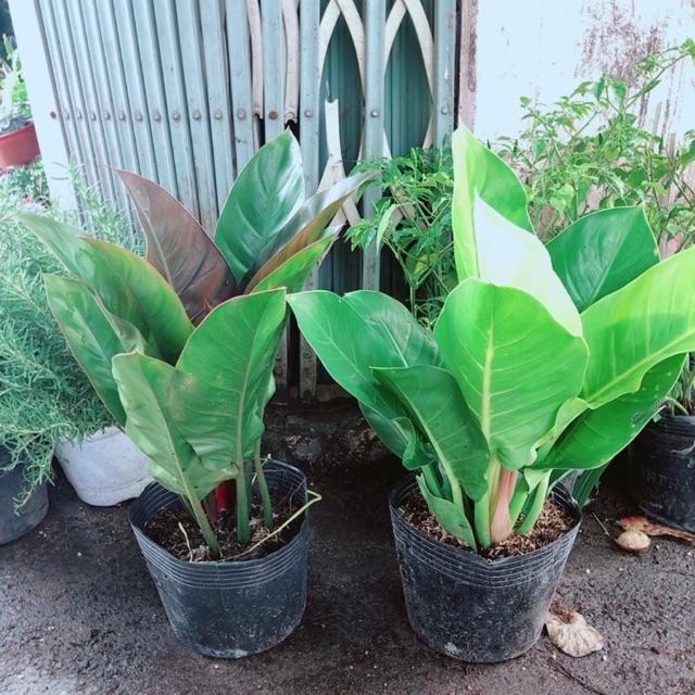 Combo 2 Cây Trầu Bà Đế Vương