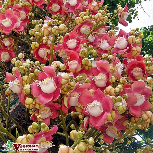 CÂY GIỐNG THA LA
