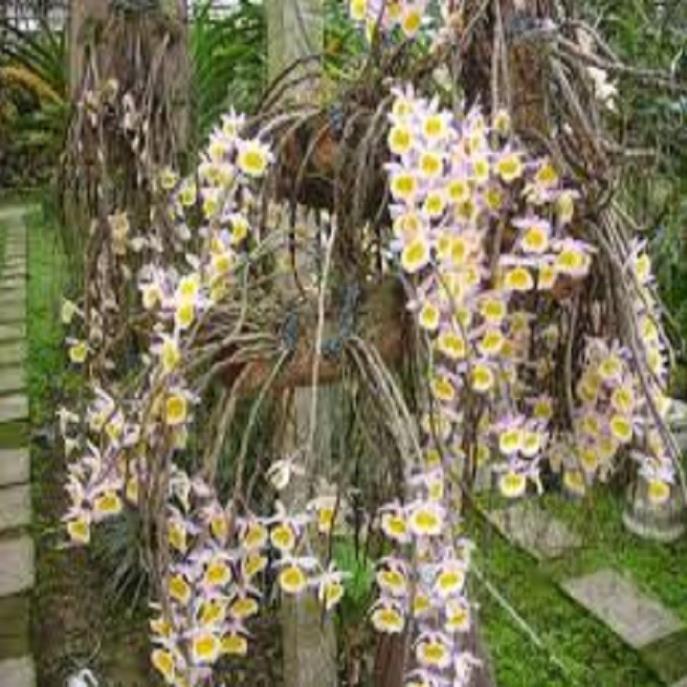 Hoa phong lan-long tu lào