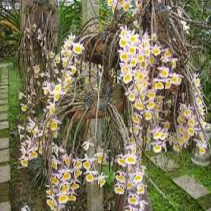 Hoa phong lan-long tu lào( bảng 3 cây,cao 30cm)