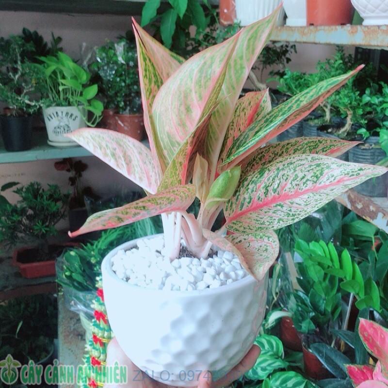 Chậu Cây Thịnh Vượng