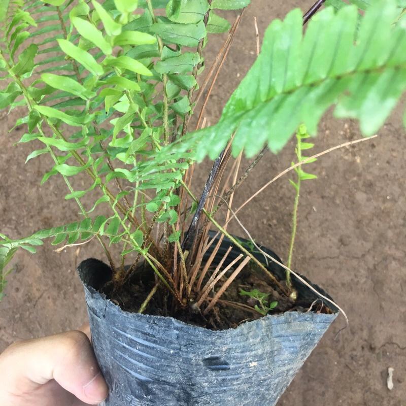 Cây dương sỉ cảnh trồng bịch đen cao 25-30cm trang trí ban công tiểu cảnh