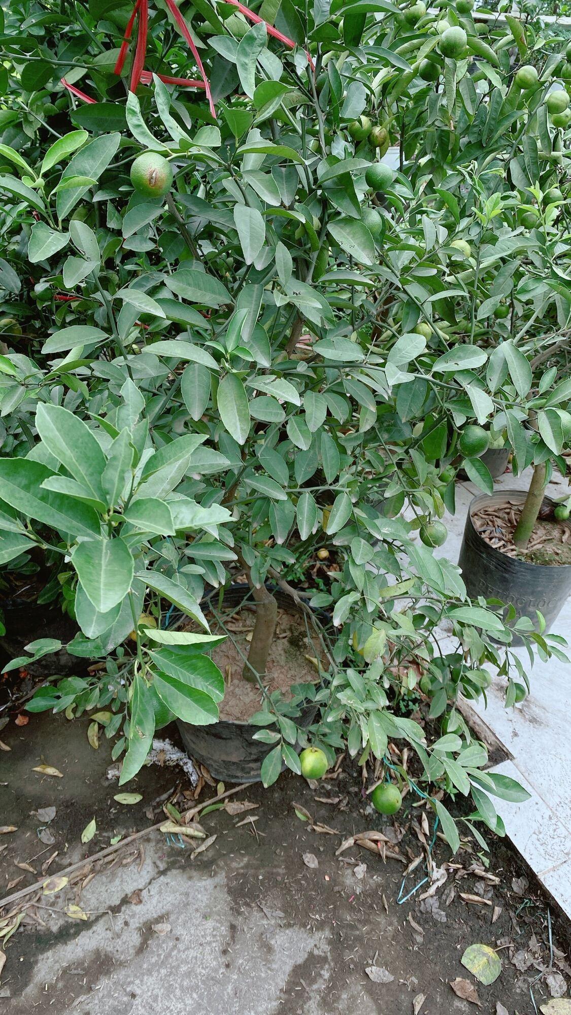 Cây Chanh Đào Sẵn Trái