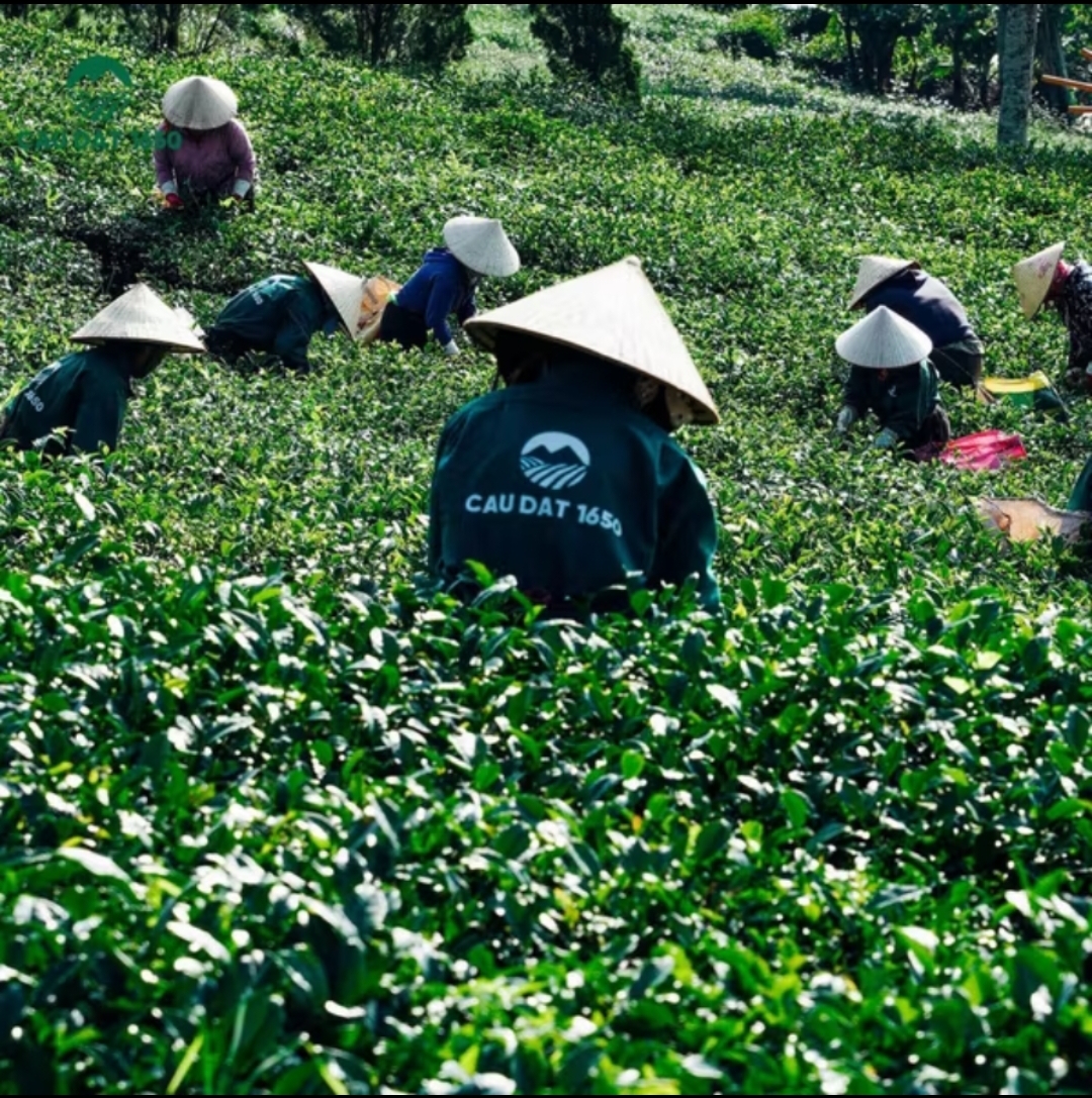 Trà Sâm Dứa Cầu Đất 1650 – Hộp thiếc 100g | Hương thơm ngát – Vị ngọt thanh, dễ uống