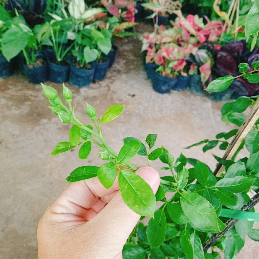 Hoa Hồng Ngoại Red Eden - cây cảnh vườn + tặng phân bón cho cây