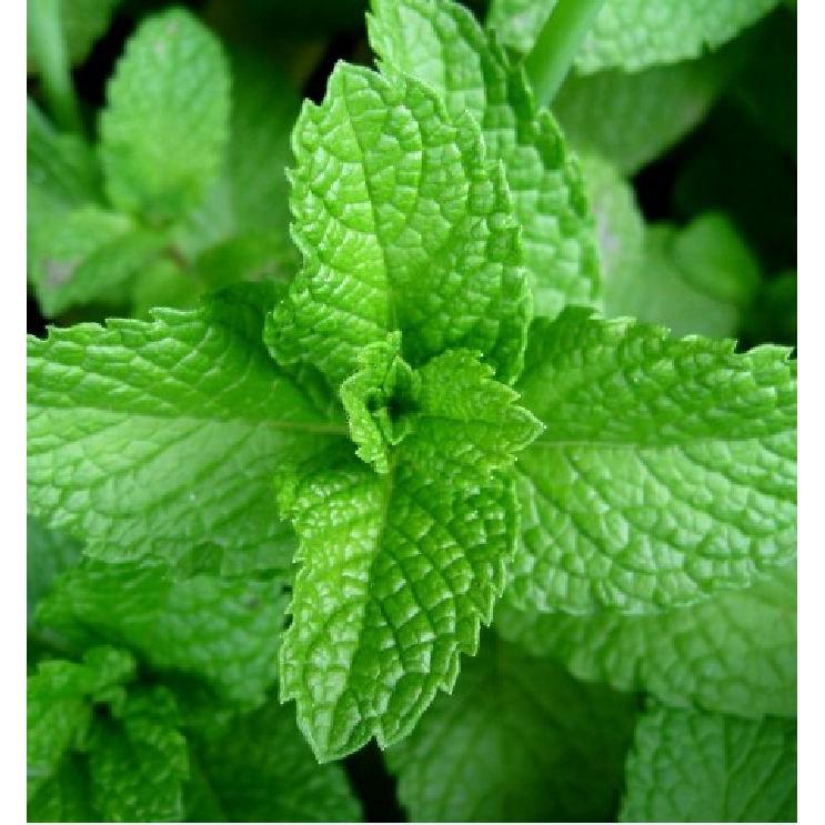 Hạt giống cây Bạc Hà Âu 100 hạt/gói