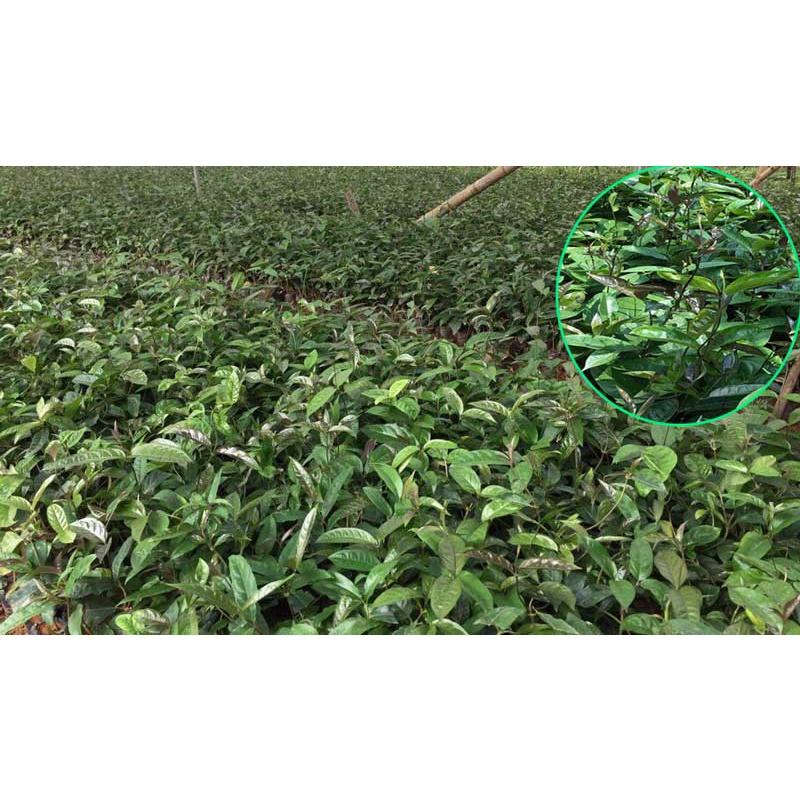 COMBO 5 CÂY BA KÍCH GIỐNG