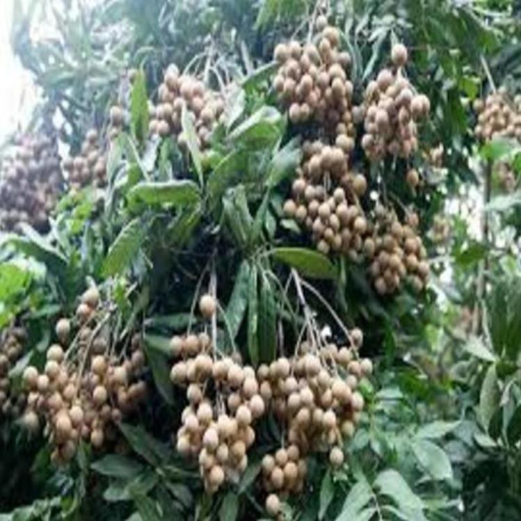 Cây giống nhãn lồng sớm cây giống chuẩn cho năng suất cao