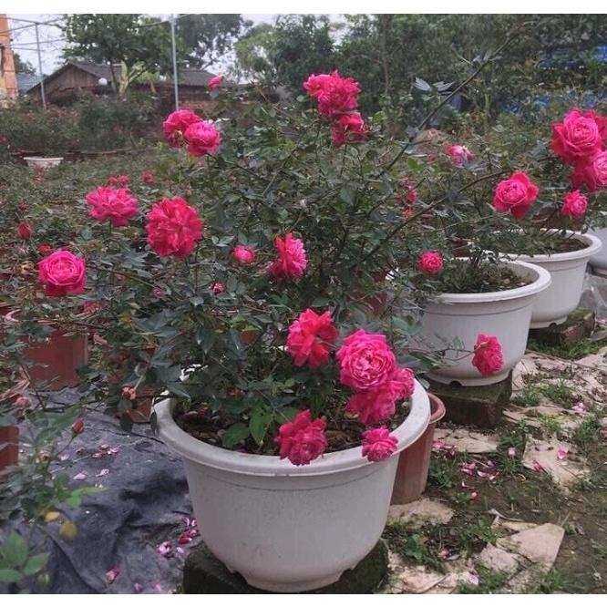 Hoa hồng cổ Huế- bầu to cây lớn trưởng thành
