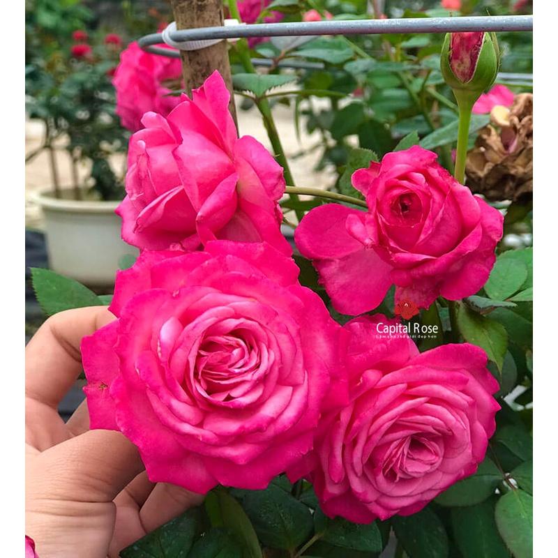 Hoa hồng ngoại Pink Peace siêu đẹp