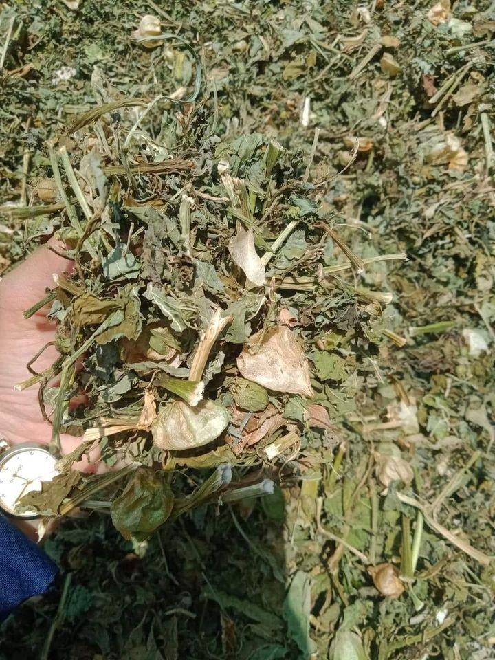 cây tầm bóp phơi khô 1 kg