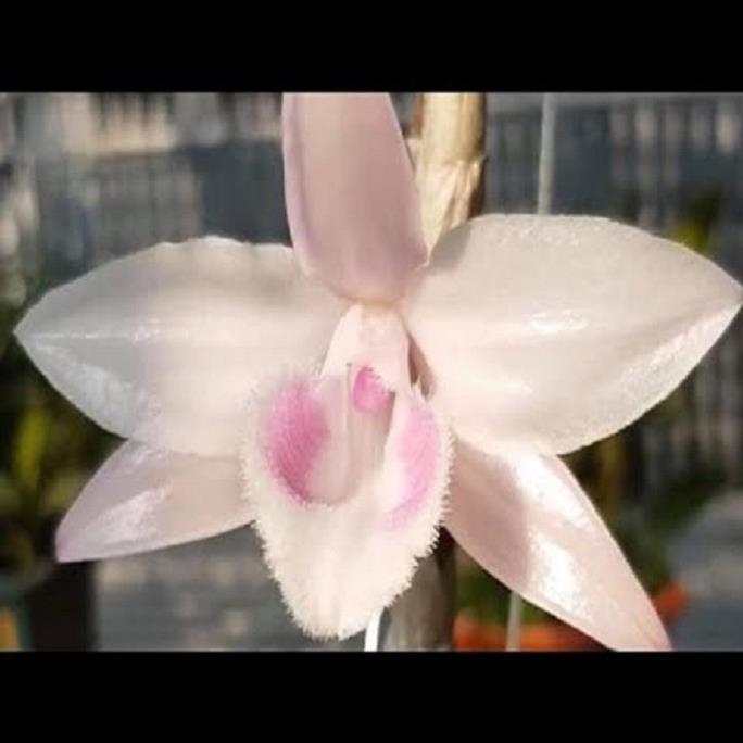 Lan phi điệp đột biến HỒNG Á HẬU - Hoa siêu đẹp, thuần khiết giá rẻ - Hàng gieo hạt, cây y như hình