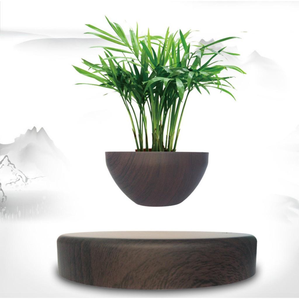 Chậu cây lọ hoa bonsai bay lơ lửng vân gỗ Đen độc đáo - AsiaMart