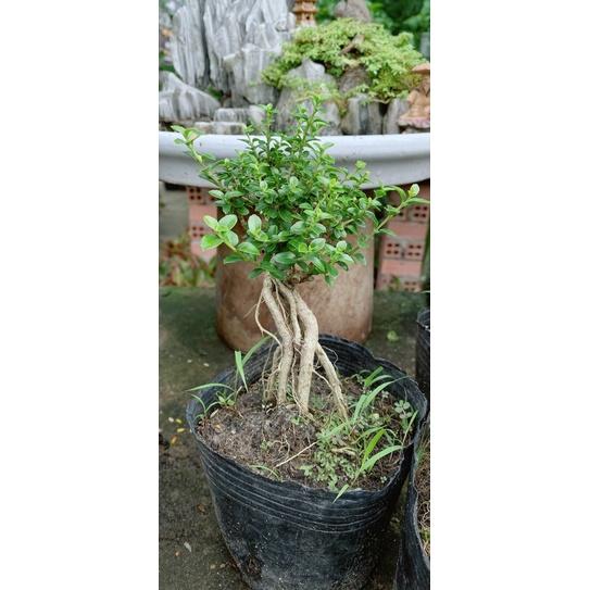 Sam Hương Bonsai