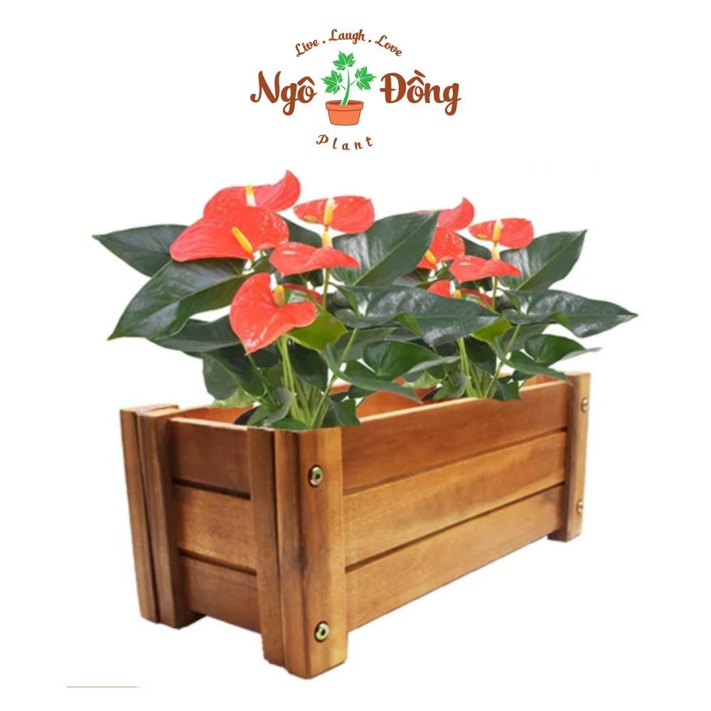 Chậu Gỗ Trồng Cây Cảnh Chậu Hoa D40cm Trang Trí Nhà Cửa Ngoài Vườn Bằng Gỗ Trầm Bông Vàng Màu Nâu Tự Nhiên