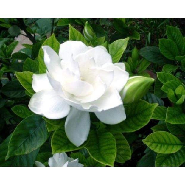 Chậu cây Bạch thiên hương chuẩn bị ra hoa - Tặng cây giống cúc pha lê