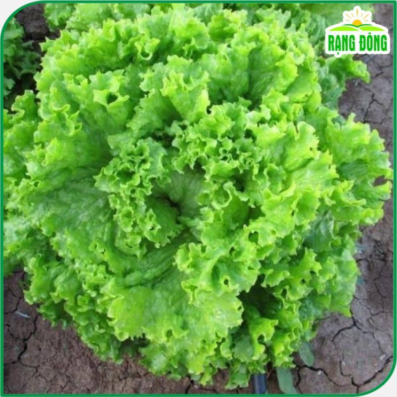 Hạt giống Xà Lách Xoăn Xanh Chịu Nhiệt Trồng Quanh Năm, Sinh Trưởng Tốt - Hạt giống Rạng Đông