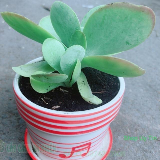 Sen Đá Cánh Bướm