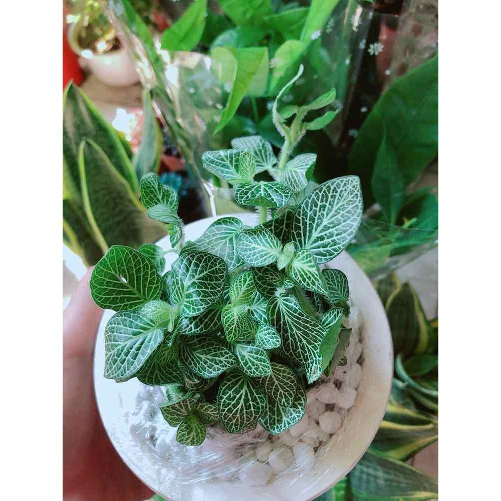 Chậu cây cẩm nhung Bán Chạy