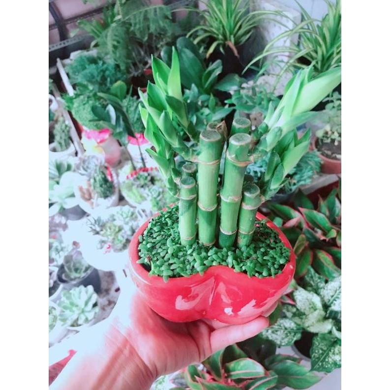 Chậu cây phát tài Bán Chạy