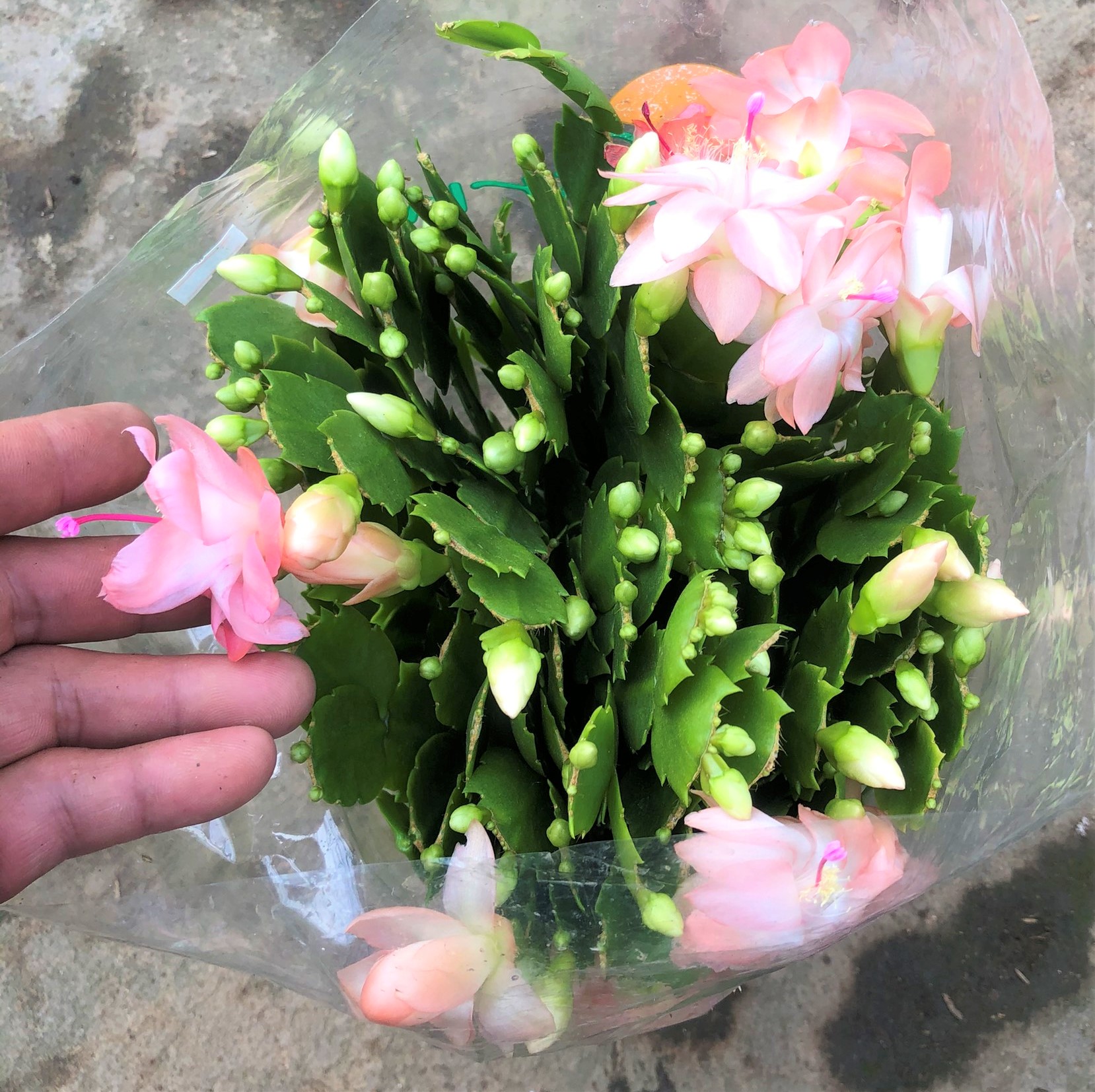 Chậu hoa Tiểu Quỳnh màu hồng phấn
