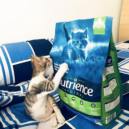 Nutrience Original Thức Ăn Cho Mèo Con Bao 2,5kg - Thịt Gà, Dầu Cá Hồi DHA, Rau Củ, Trái Cây Tự Nhiên