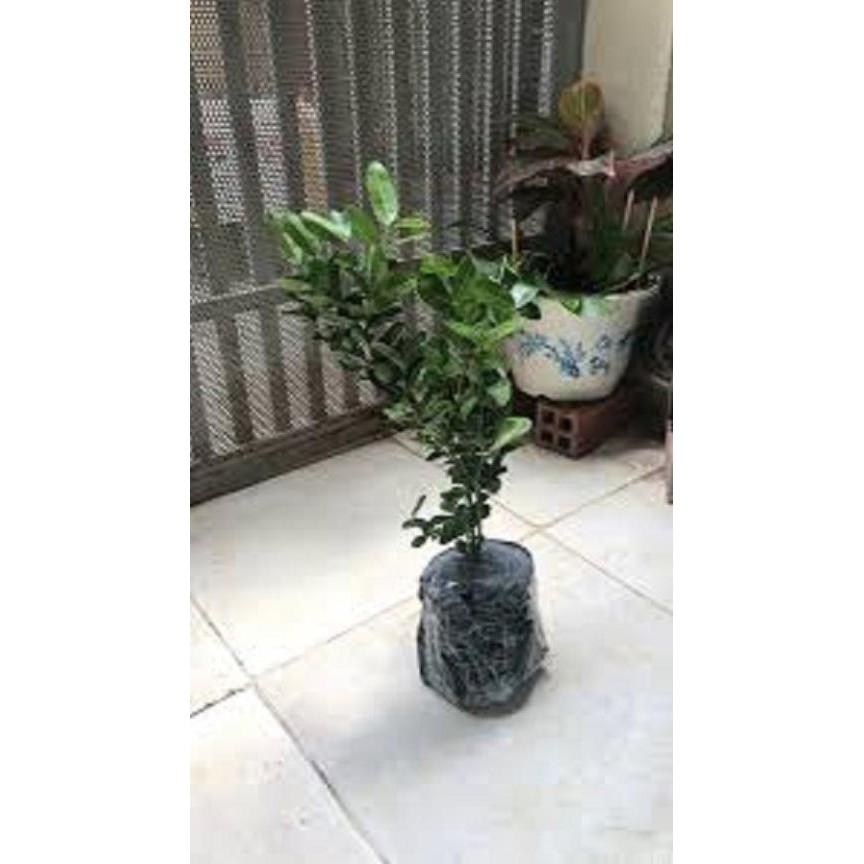 Cây giống Siro,chuẩn F1- Siro giá trị thực phẩm và dược liệu