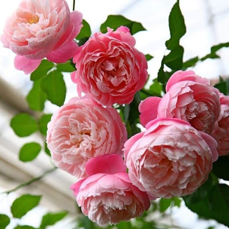 Cây hoa hồng ngoại Plume  nàng búp bê xinh đẹp - Hoa hồng Thăng Long Flower