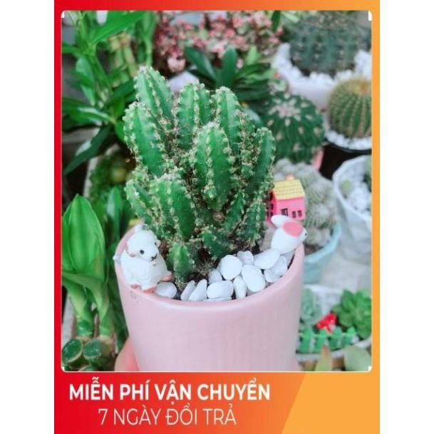 Chậu Xương Rồng Thanh Sơn